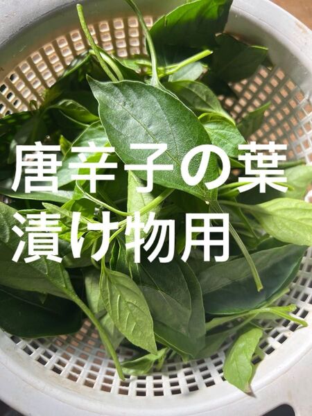 新鮮 唐辛子の葉 60サイズの箱