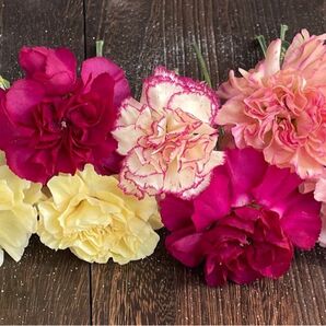 花材 ハンドメイド シリカゲルドライフラワー 輪カーネーション mixカラー①