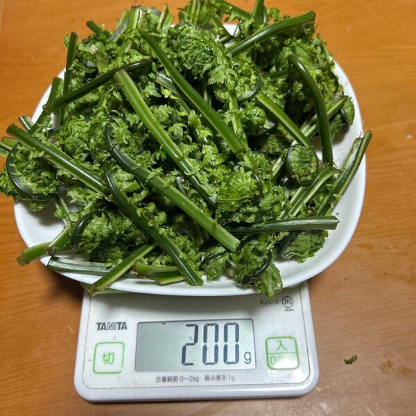 福井県産 採れたて山菜 天然こごみ 約200グラム