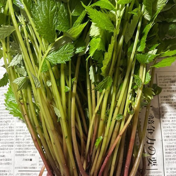 福井県産 採れたて山菜 天然ミズ 水ぶき ウワバミソウ よしの カタハ 約600+αグラム