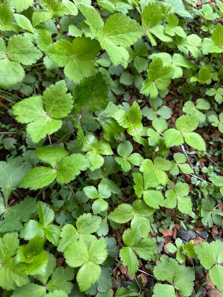 無農薬 香味野菜 三つ葉 ぬき苗 15本+α