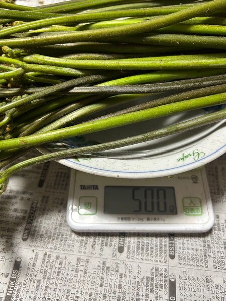 福井県産 採れたて蕨 天然 約500グラム+α