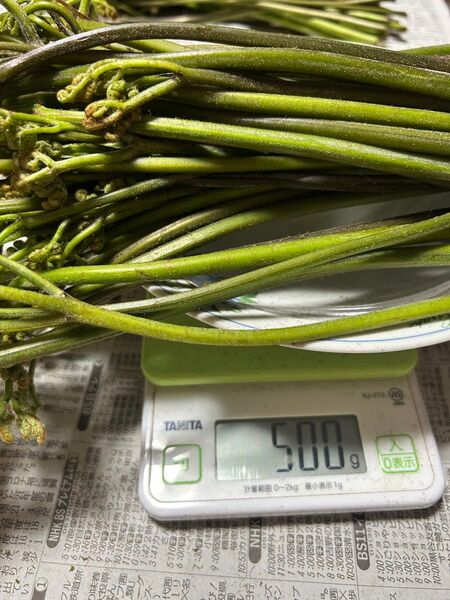 福井県産 採れたて蕨 天然 約500グラム+α