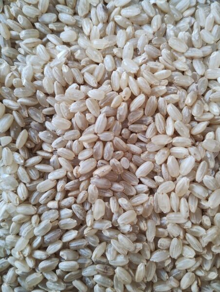 玄米 10kg 岡山県産 きぬむすめ