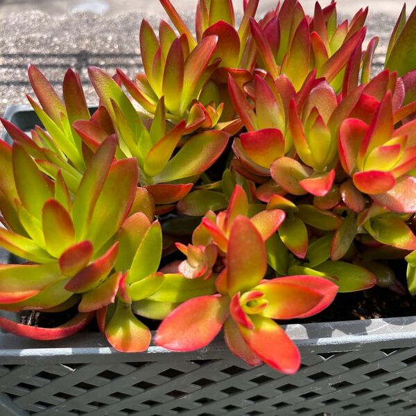 火祭り 多肉植物 カット苗