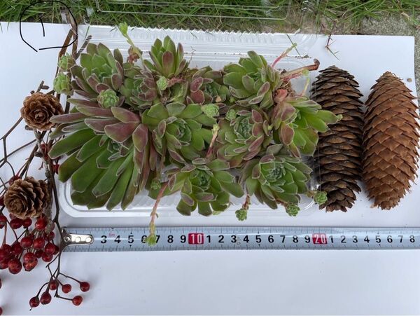 多肉植物セット 多肉弁当 多肉 詰め合わせ① 寄せ植え 多肉植物 春のガーデニング 特売 多肉