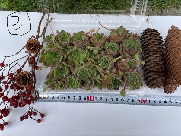 多肉植物 多肉植物セット 多肉弁当 多肉 詰め合わせ③
