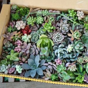 多肉植物☆カット苗おまかせセット