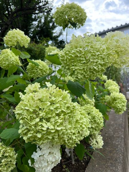 アナベル 挿し木苗