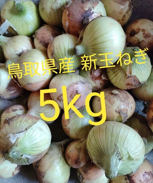 鳥取県産 新玉ねぎ 5kg