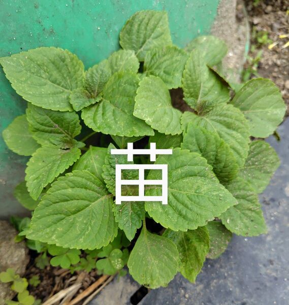 エゴマ苗5株以上