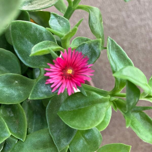 ベビーサンローズ カット苗 多肉植物