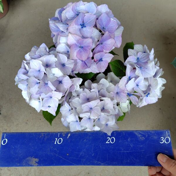 紫陽花