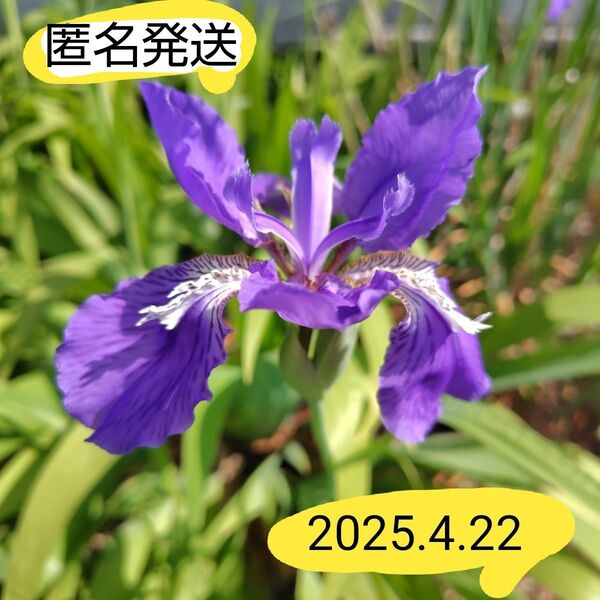 アイリス 紫 球根(種芋)
