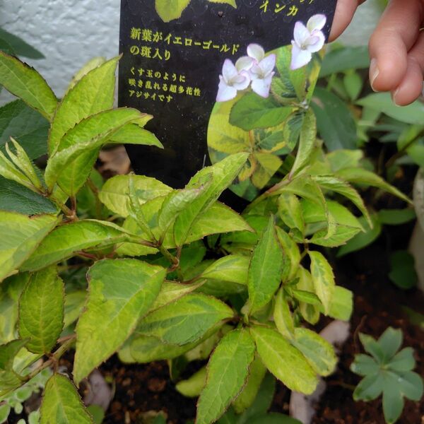 斑入り紫陽花【インカ】