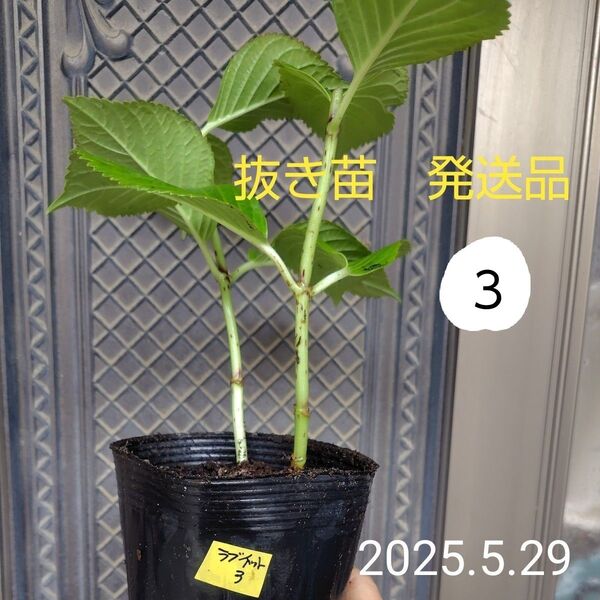 紫陽花3【ラブイット】来期用