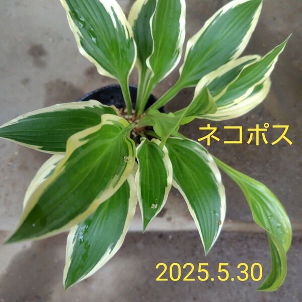 斑入りホスタ