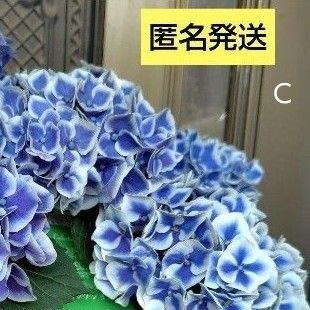 紫陽花C 抜き苗
