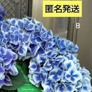 B紫陽花 抜き苗