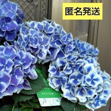 紫陽花B 鉢整理