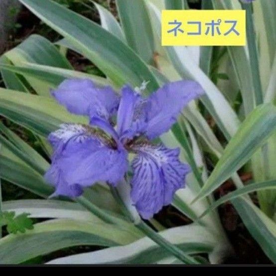 斑入り【イチハツ】