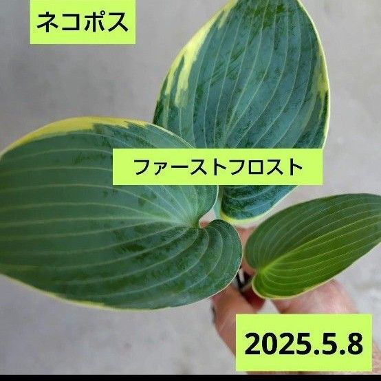 ブルー葉【ファーストフロスト】 斑入り