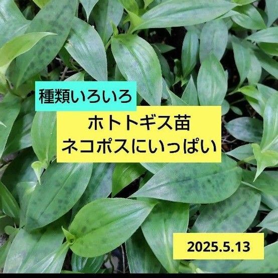 茶花 抜き苗ホトトギス