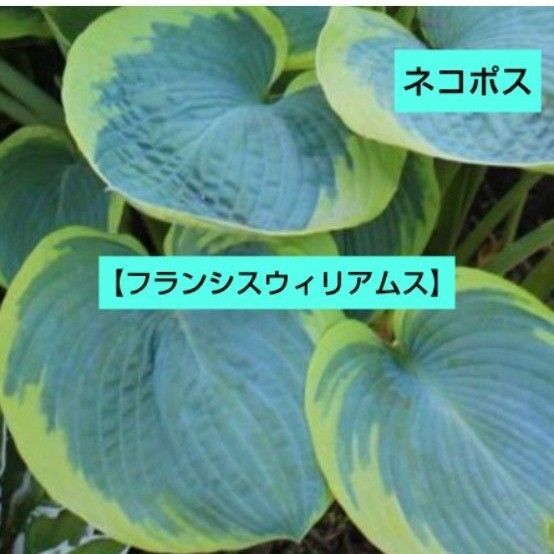 ホスタ【フランシスウィリアムス】