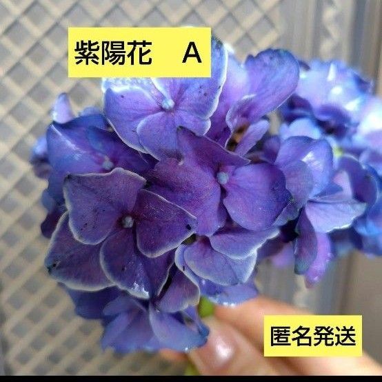 紫陽花 A 抜き苗