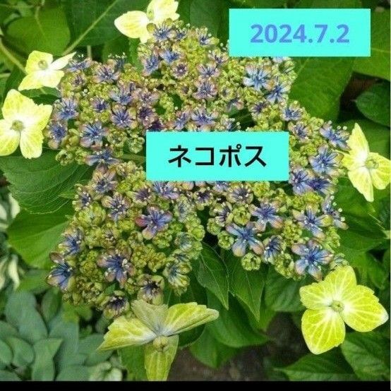 紫陽花 切り花