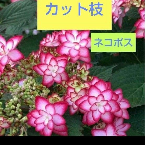 紫陽花 蕾付き切り花