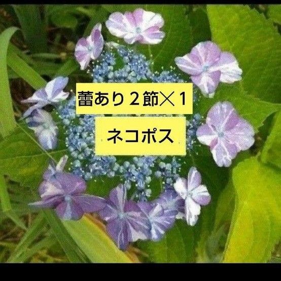 紫陽花 切り枝【蕾あり】