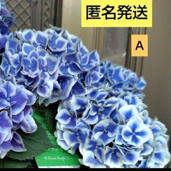 A紫陽花 抜き苗