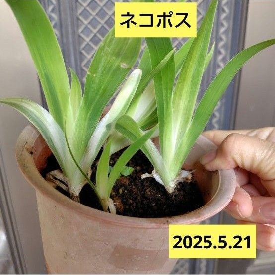斑入り葉 イチハツ抜き苗