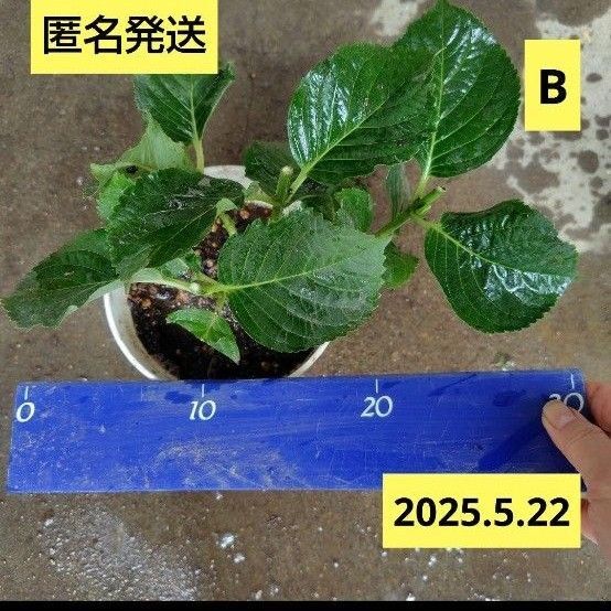 紫陽花B 抜き苗