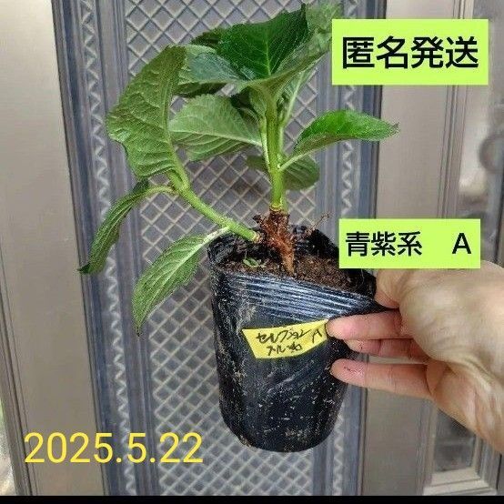 紫陽花A 青紫系