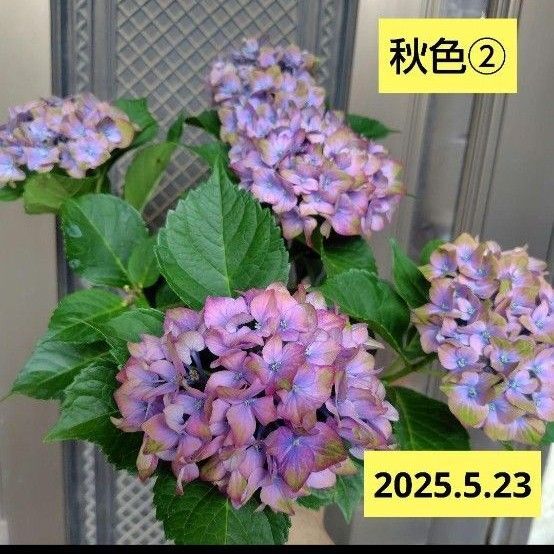 紫陽花 秋色②