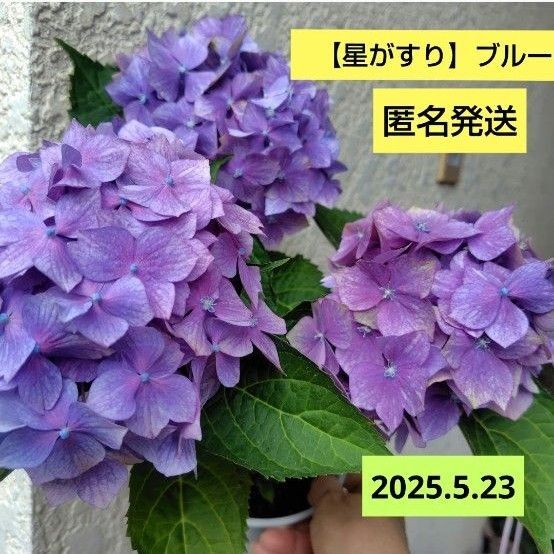 紫陽花 【星がすり】ブルー系