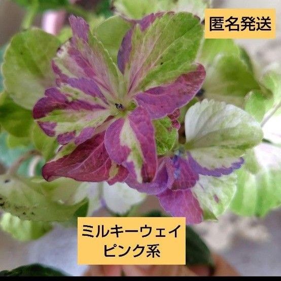 紫陽花【ミルキーウェイ】ピンク系