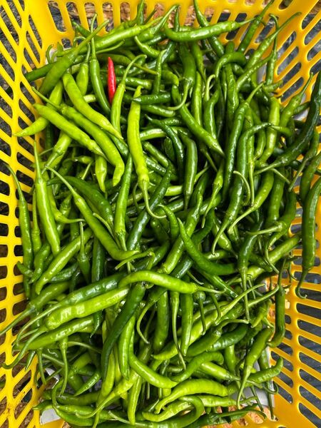 農家出品者による産地直送青唐辛子 300g スパイス 家庭料理にも♪沖縄産