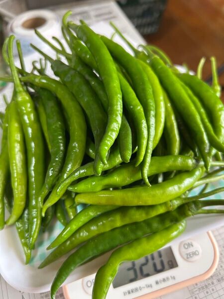 農家出品者による産地直送青唐辛子 500g スパイス 家庭料理にも♪