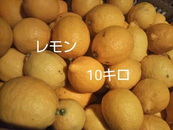 愛媛県産もぎたてレモン10キロ無農薬