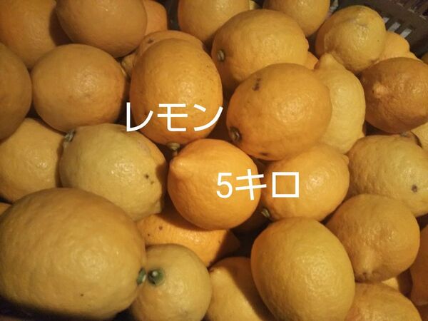 愛媛県産レモン無農薬