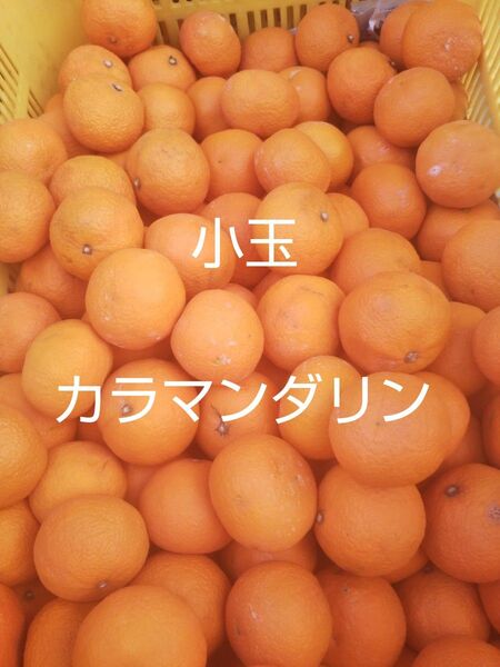 愛媛中島産 小玉カラマンダリン5キロ家庭用春のみかん