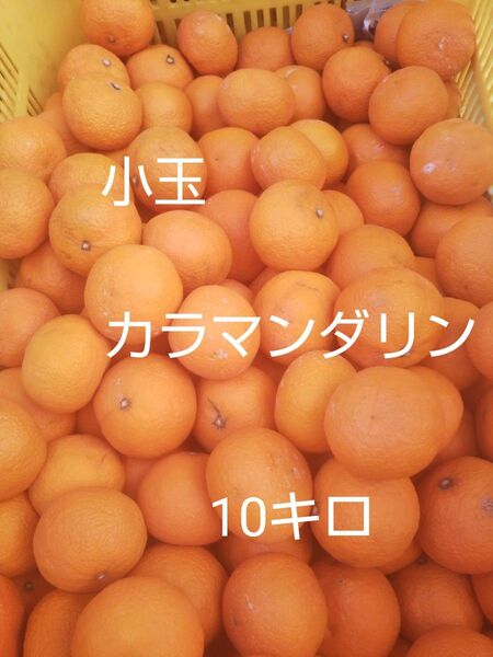 愛媛中島産 小玉カラマンダリン10キロ春のみかん 家庭用