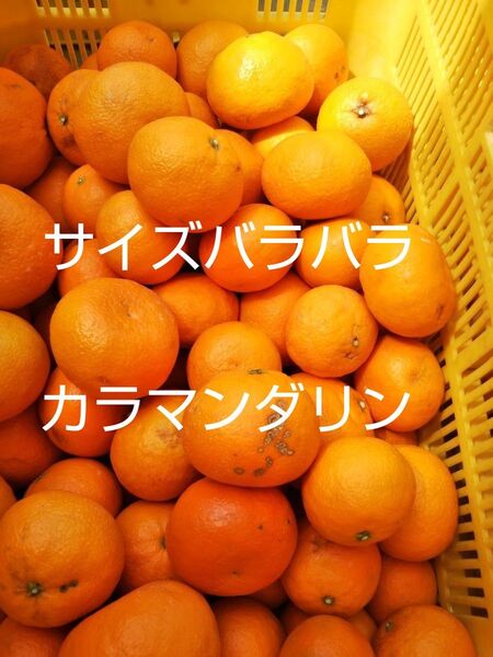 愛媛中島産カラマンダリン5キロ家庭用春のみかん