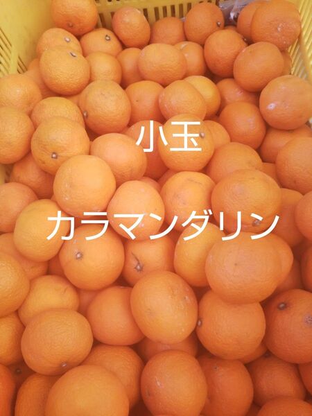 愛媛中島産 小玉カラマンダリン5キロ家庭用春のみかん