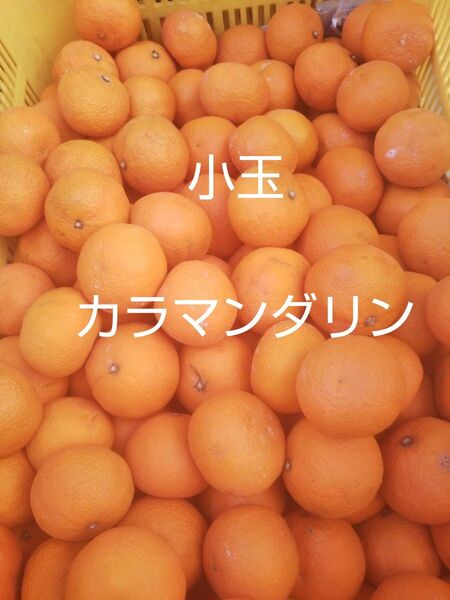 愛媛中島産 小玉カラマンダリン5キロ家庭用春のみかん