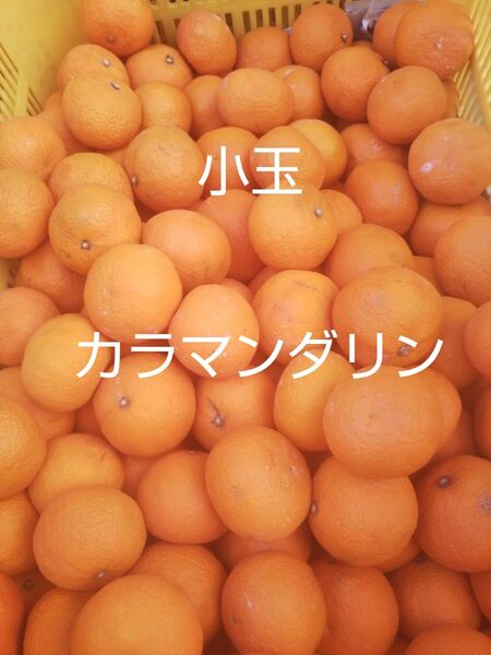 愛媛中島産 小玉カラマンダリン5キロ春のみかん ご家庭用