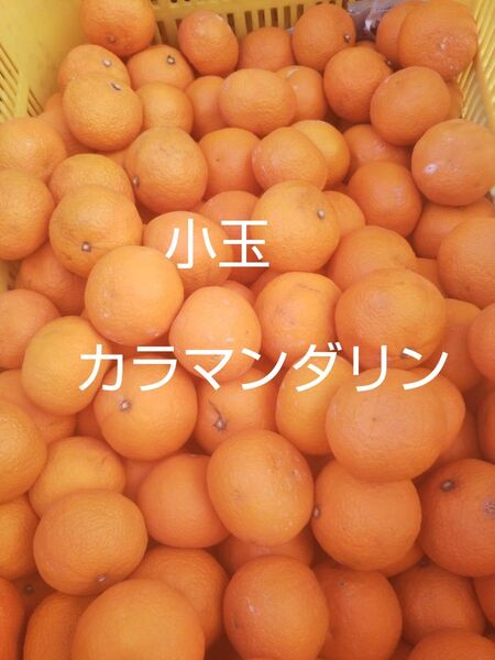 愛媛中島産 小玉カラマンダリン5キロ春のみかん ご家庭用